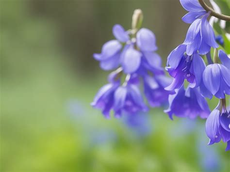 what do bluebells smell like.